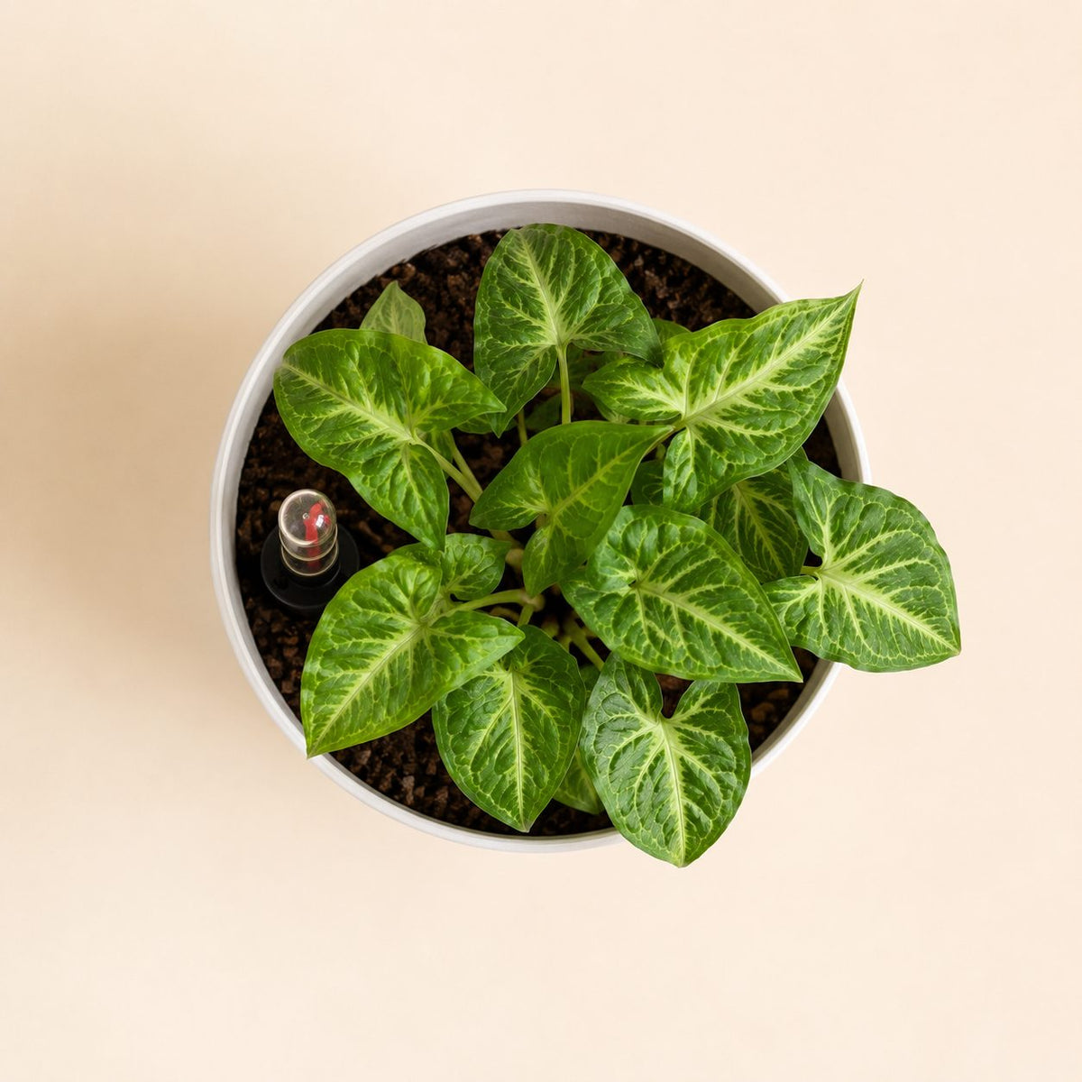 Pot Vivace™ auto-arrosant