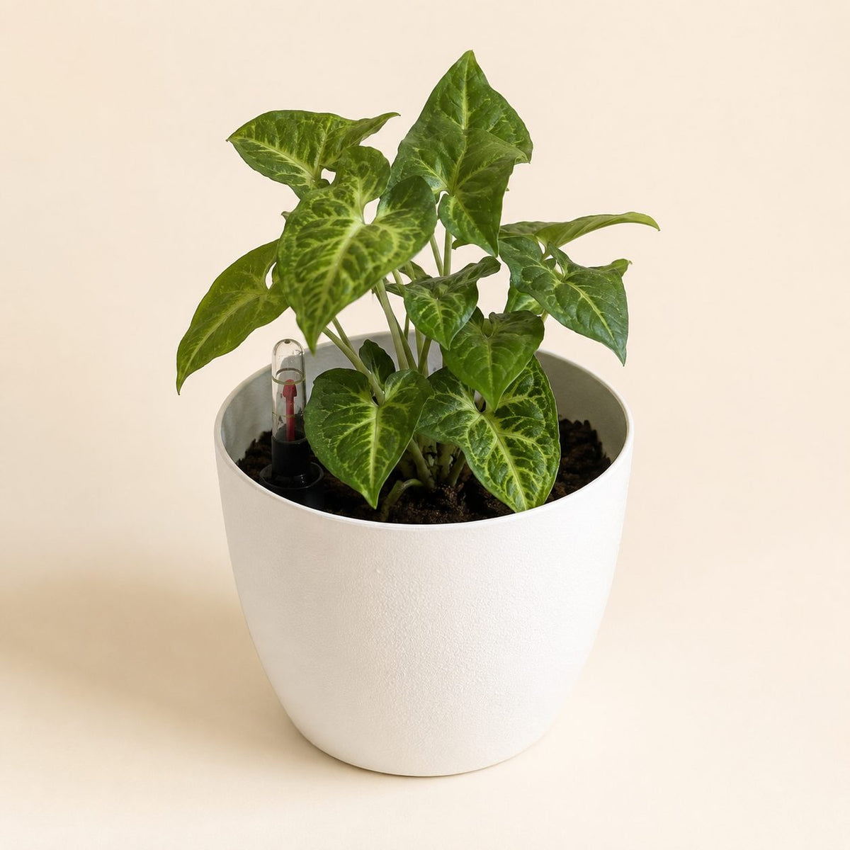 Pot Vivace™ auto-arrosant