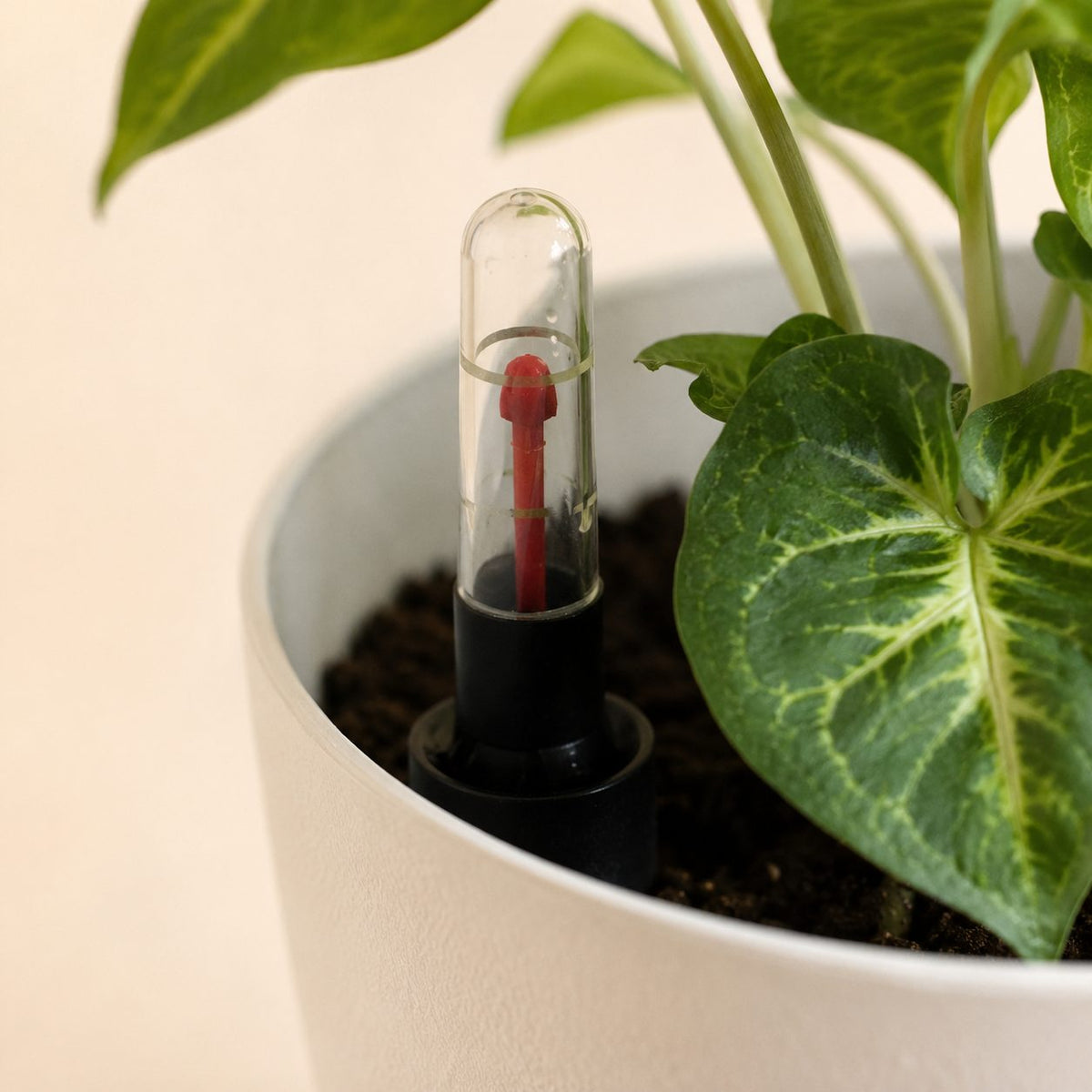 Pot Vivace™ auto-arrosant